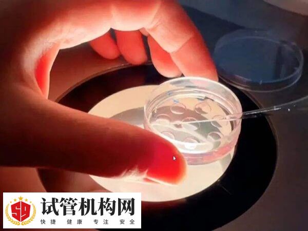 囊胚移植两个可能怀双胞胎