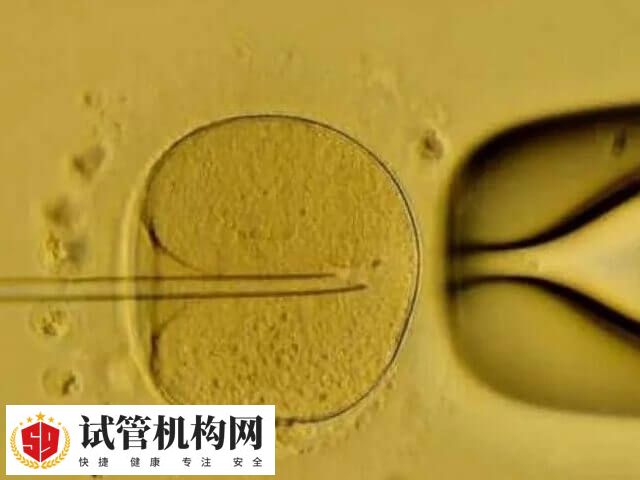囊胚移植具有更高的着床率