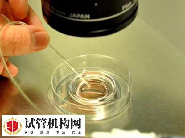 试管囊胚培养容不容易成功